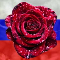 Розы Россия
