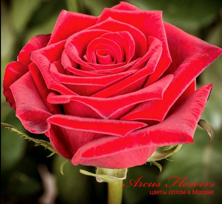 Российская роза Гран При - Arcus Flowers