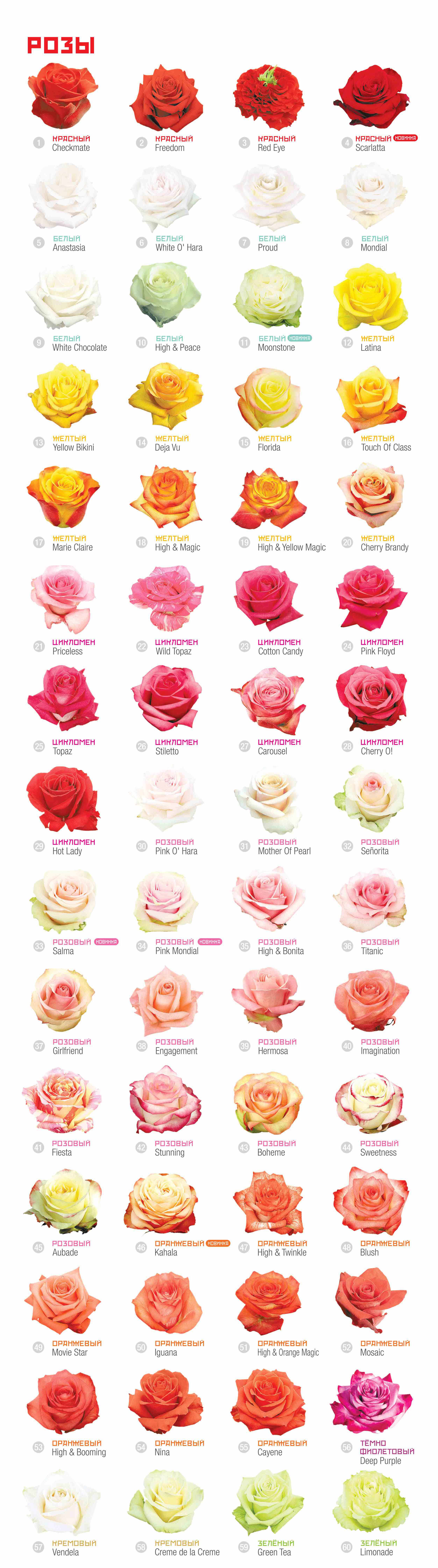 Сорта пудровых роз список сортов с фотографиями и отзывами 2021 | RoseMarketru