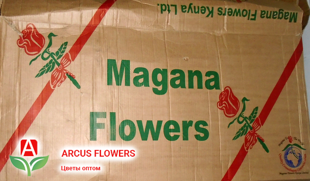 Розы Кении оптом купить в Москве - плантация Magana Flowers