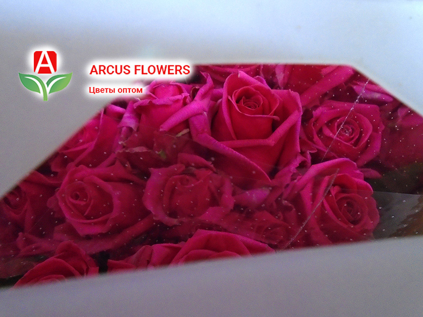 Наличие: розы России оптом в Москве - качество цветка