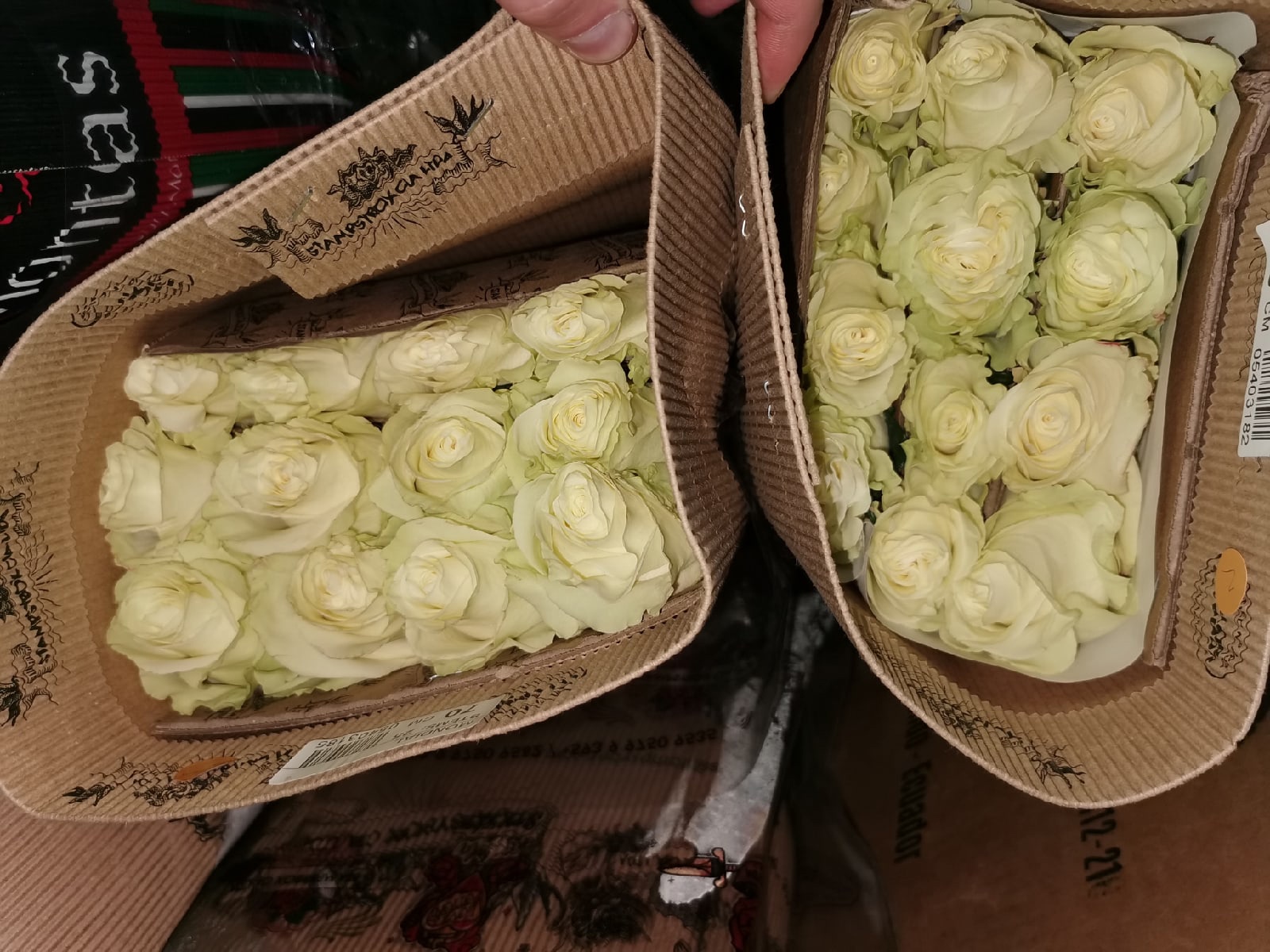 розы Эквадор со склада в Москве