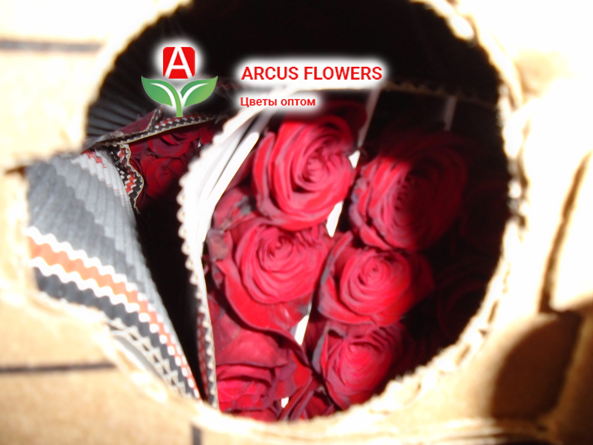 Цветы оптом на 8 марта - эквадорские красные розы