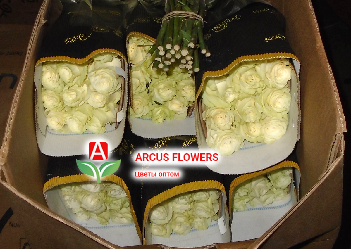 Цветы оптом на 8 марта - эквадорские белые розы 1