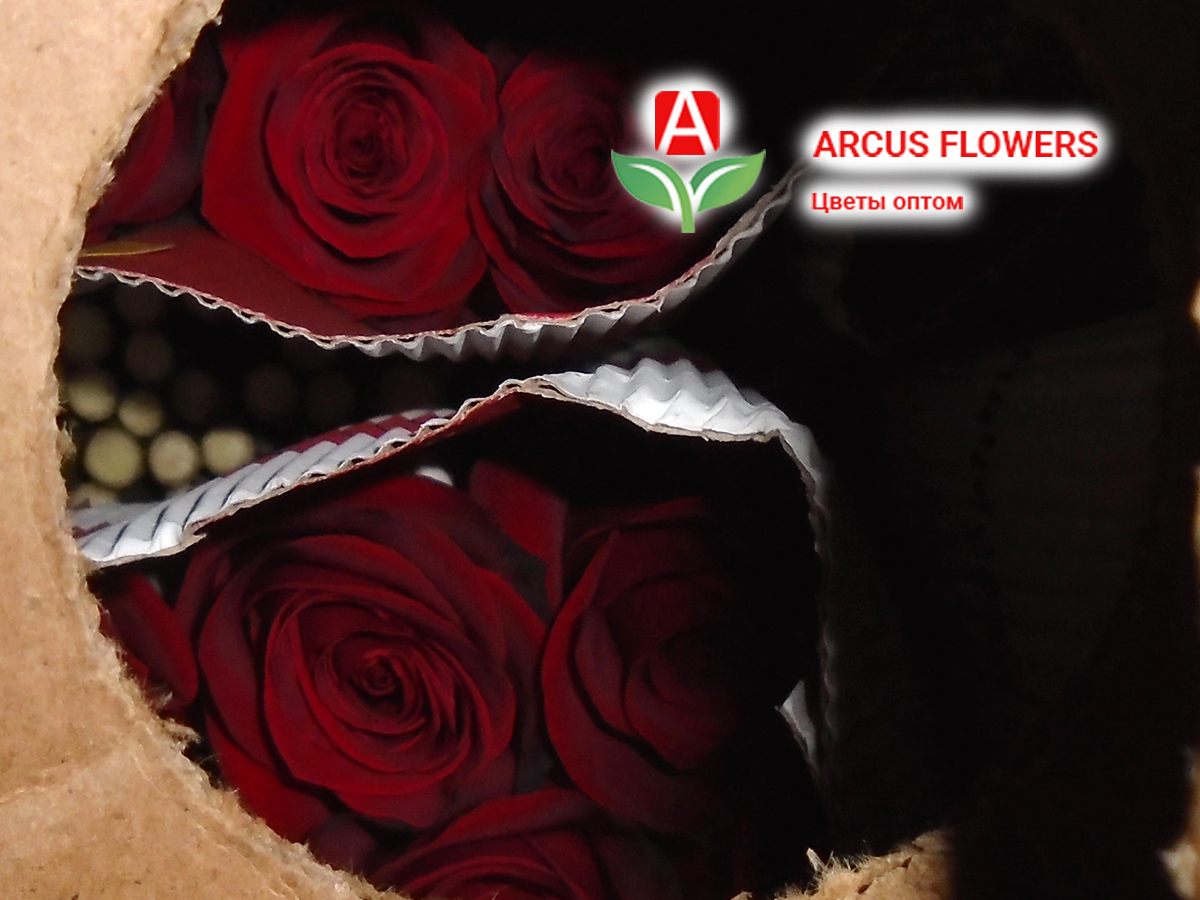 розы Фридом - Поставка цветов оптом на 19 марта