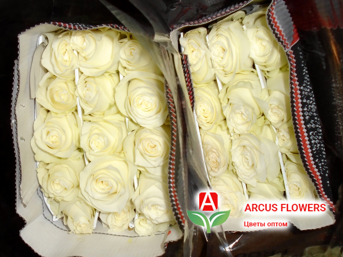 розы Мондиаль - Поставка цветов оптом на 19 марта