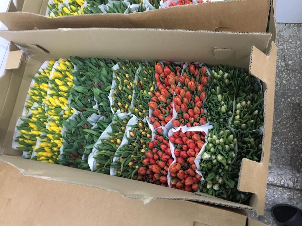 Тюльпаны купить в москве оптом доставка цветов егорьевск недорого