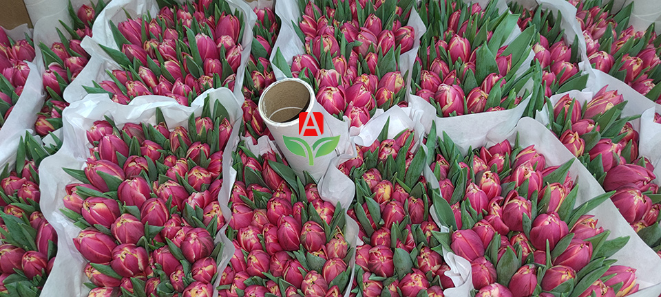 Тюльпаны оптом - Columbus - пионовидный тюльпан
